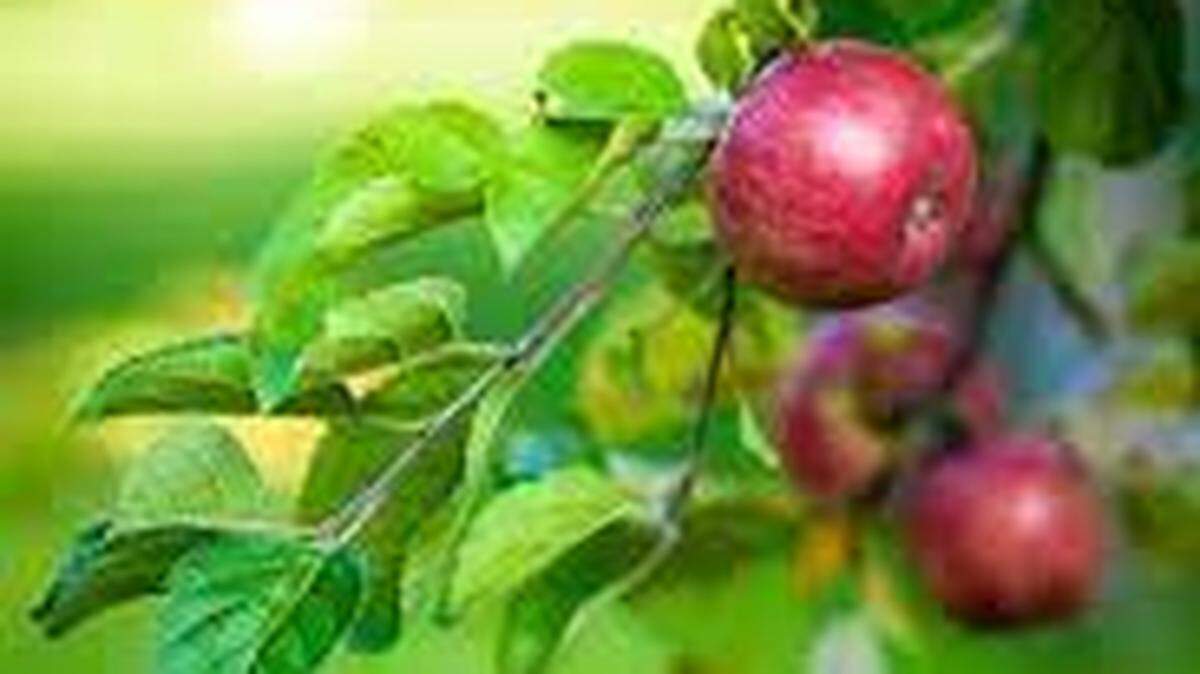 Any fruit that falls onto your property is fair game, according to N.C. State Professor Andrew Branan.