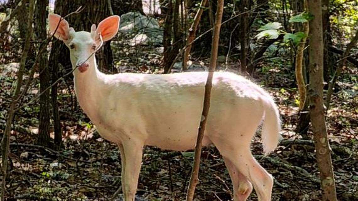 “White deer have great significance in the traditions and folklore of the Native American Indian tribes throughout the state of North Carolina,” the NC Zoo said on its Facebook page.