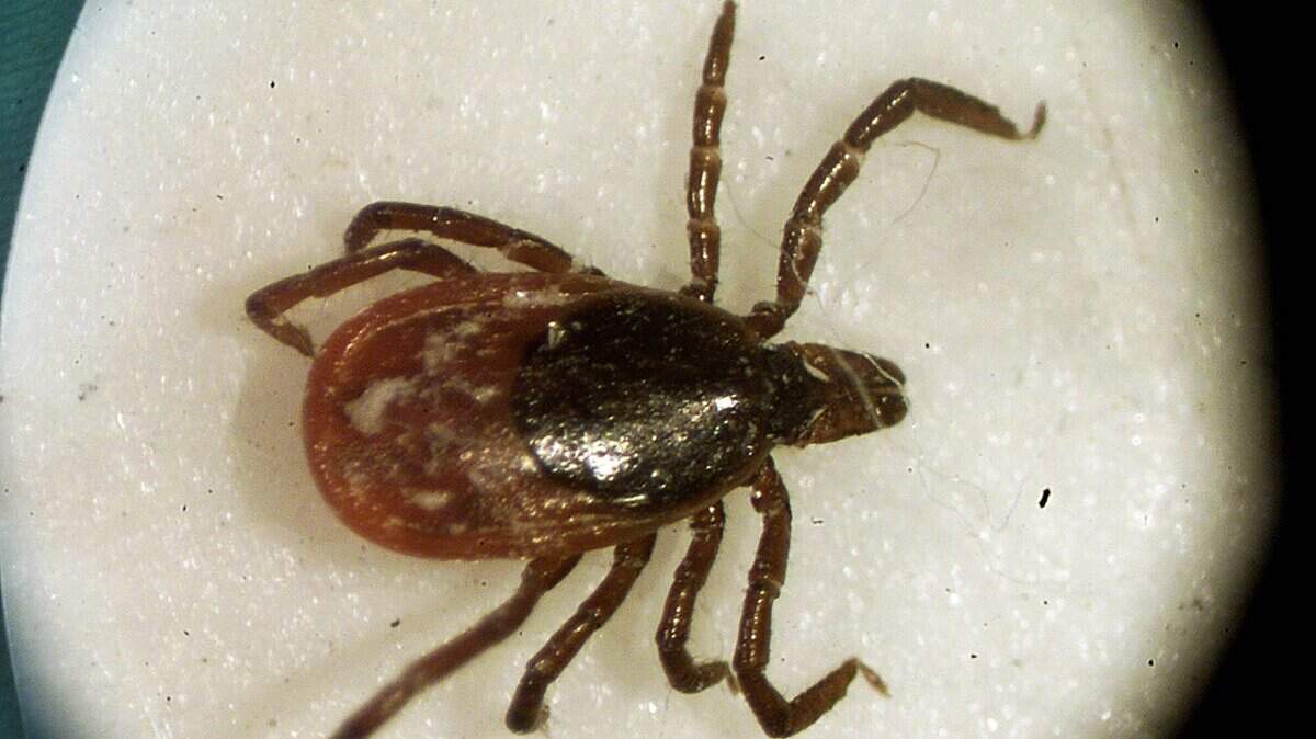 A female deer tick under a University of Rhode Island microscope in the entomology lab in South Kingstown, R.I.