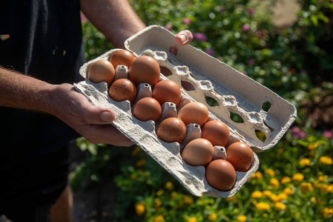 Production assistant Jimmy Lloyd collects eggs from the chicken coop backstage at Raleigh’s Walnut Creek amphitheater Friday, Sept. 16, 2022. A backstage garden and chicken coop are part of the venue’s sustainability efforts.