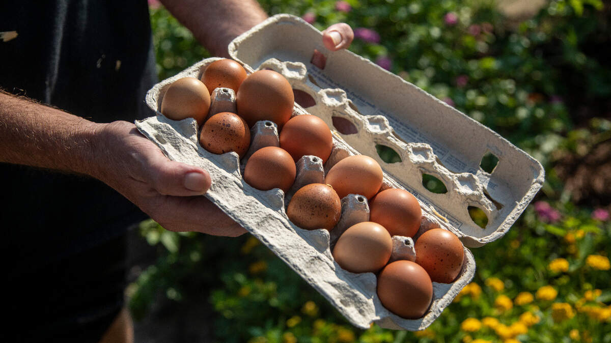 North Carolina Attorney General Jeff Jackson recently announced a settlement with companies accused of manipulating information that helps set egg prices.