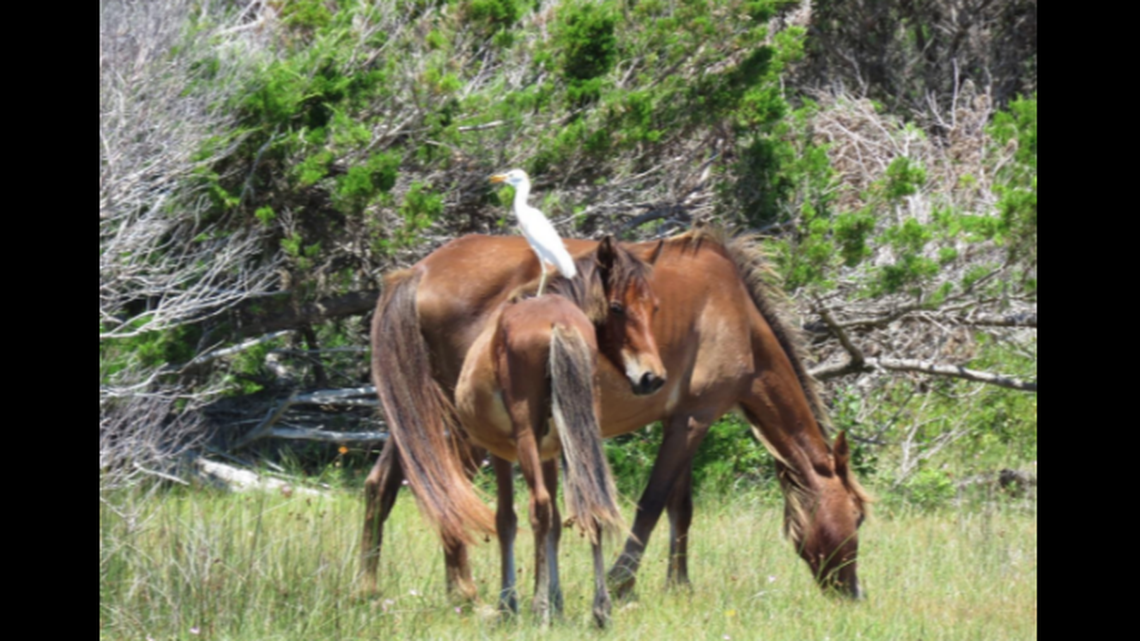 There are about 120 wild horses living at Cape Lookout National Seashore and as many as seven die each year of natural causes, the National Park Service reports.