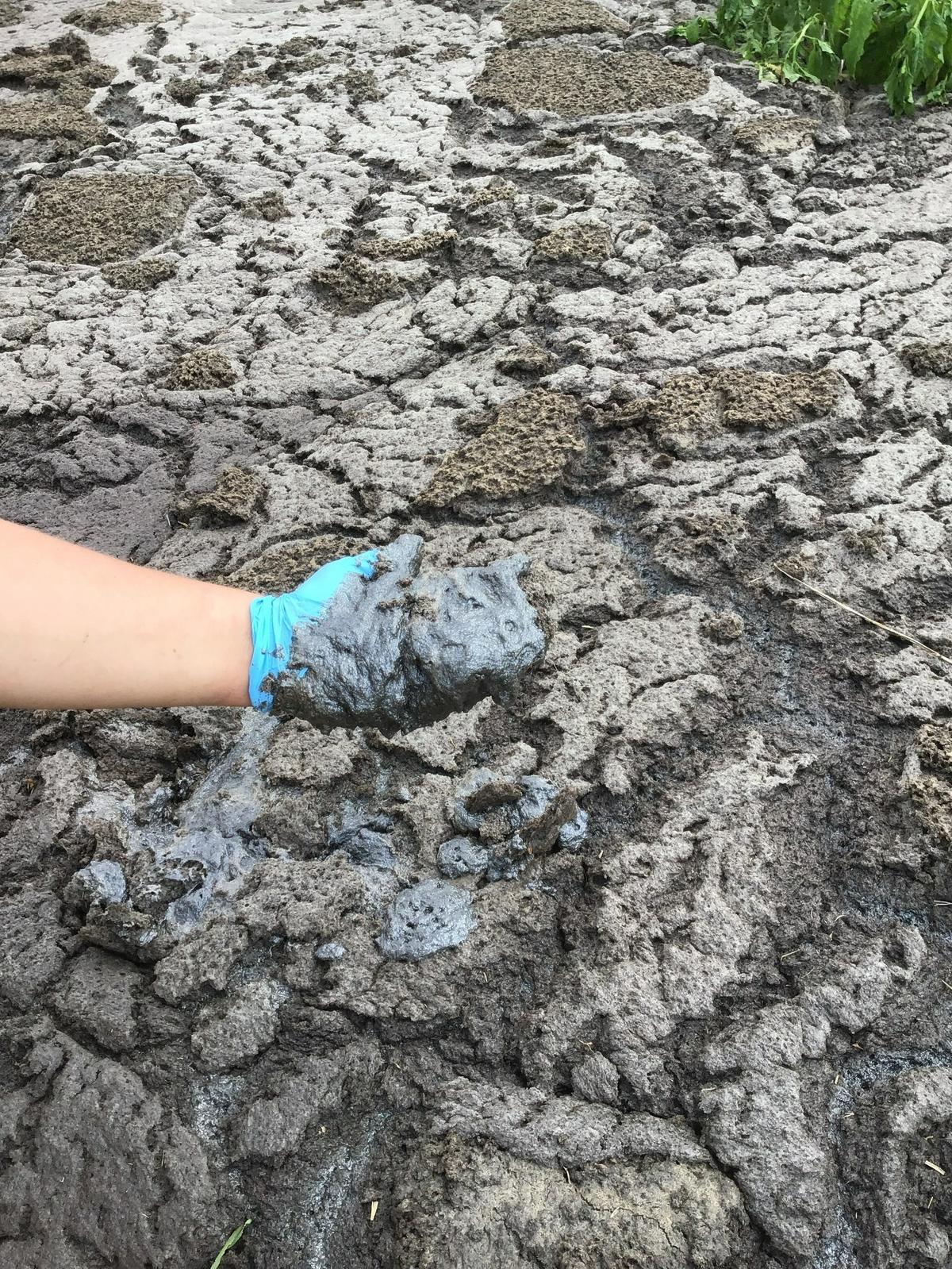 A N.C. Department of Environmental Quality inspector holds a handful of the foam that spilled May 30 from an anaerobic digester on White Oak Farms in Fremont, N.C. The farm was mixing hog manure, slurry made from dead hogs and cast-off deli meat in the digester to generate methane.