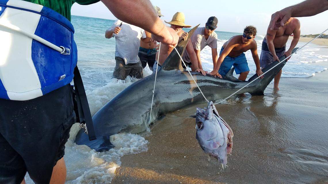 A nearly 13-foot hammerhead shark caught by North Carolina fisherman south of Avon on Hatteras Island.