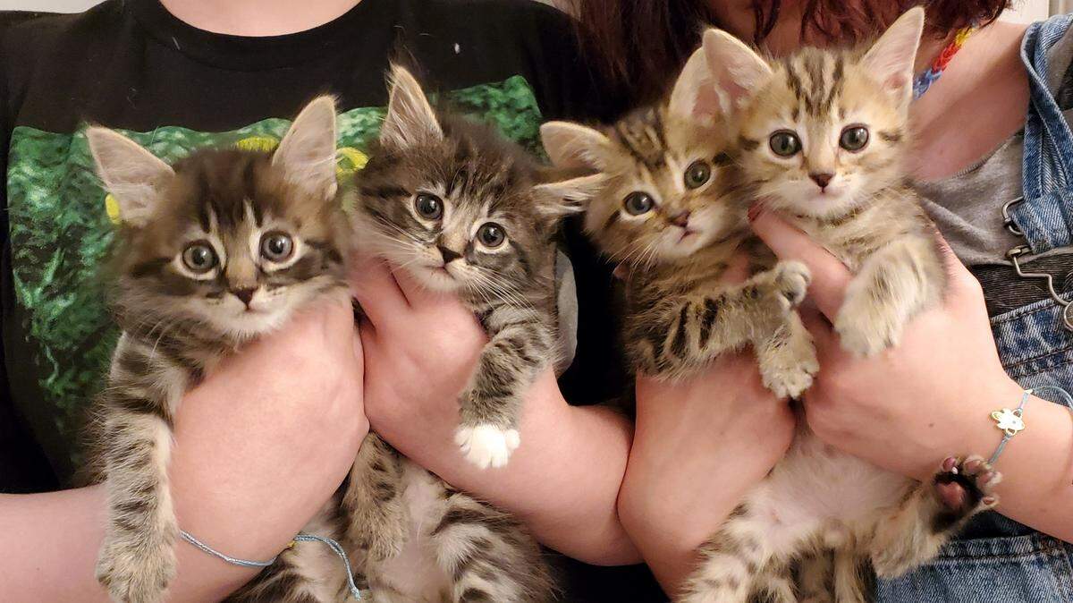 Crow, Raven, Magpie, and Jackdaw, four kittens abandoned as newborns, in a foster home one month after being rescued.
