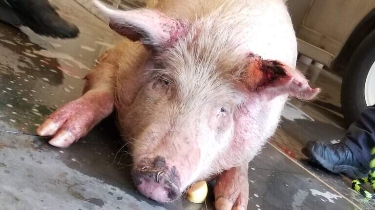 A 500-pound pig and drunk man’s wild ride — Today in Triangle history