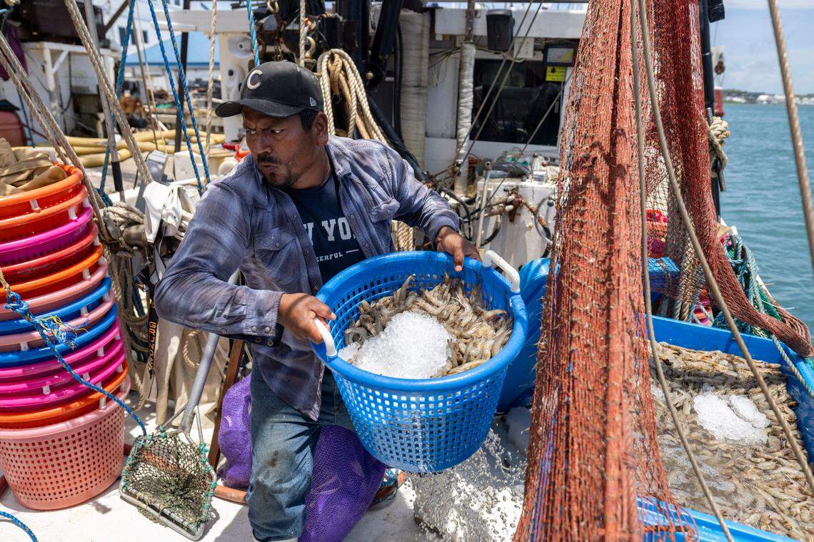 Employees of Beaufort Inlet Seafood, a fish house in Carteret County, unload more than 3,000 pounds of shrimp from Thomas Smith’s boat, the Della John.