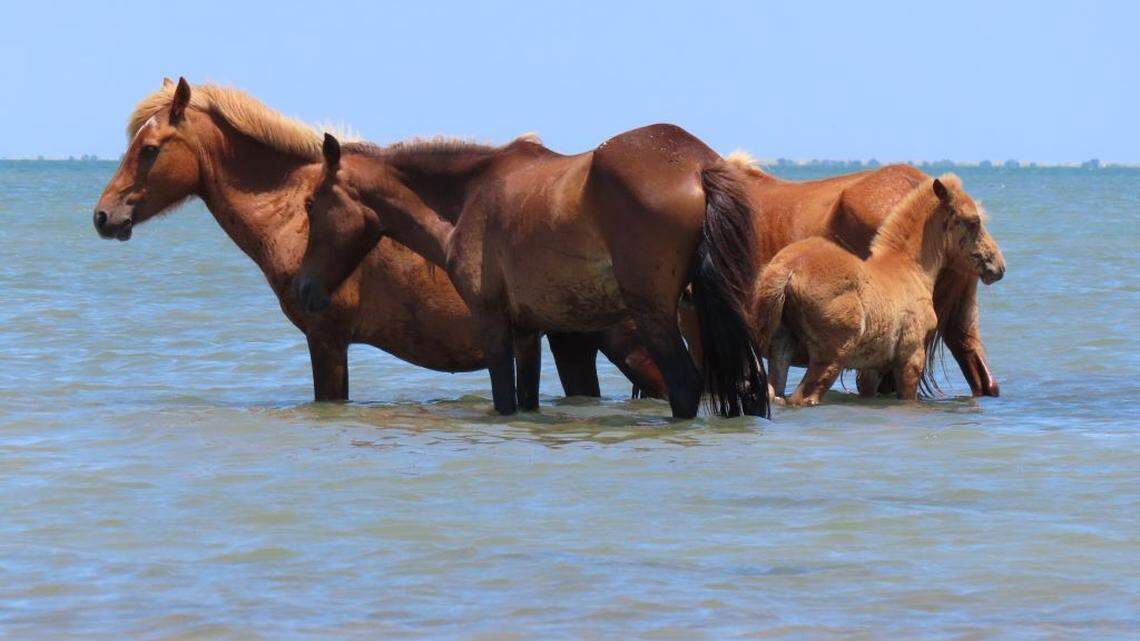 This group of three mares and a foal stepped into waters off the Shackleford Banks in an effort to cool down as heat indexes top 100 degrees along the North Carolina coast.