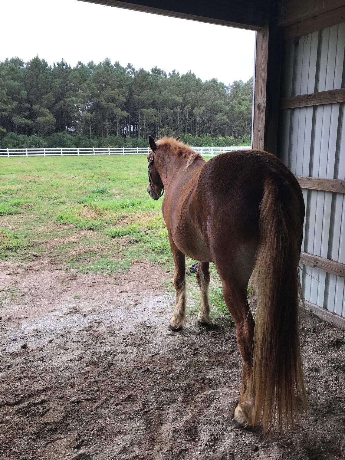 Blind stallion Amadeo at a farm for former members of the Corolla wild mustang herd in the Outer Banks after Hurricane Florence.