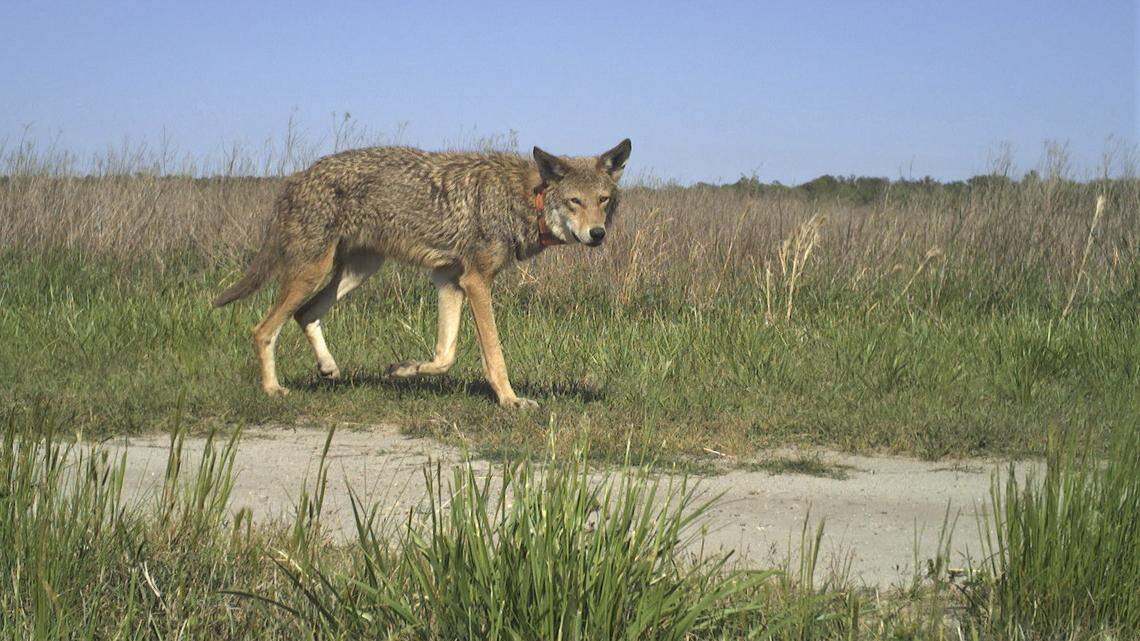 North Carolina’s Albemarle Peninsula is the home of the only remaining wild red wolf population, some of whom are shown here. Wednesday, the U.S. Fish and Wildlife Service announced that it would not implement a proposed rule that would have shifted protections from a five-county region to federal lands in Dare and Tyrrell counties.