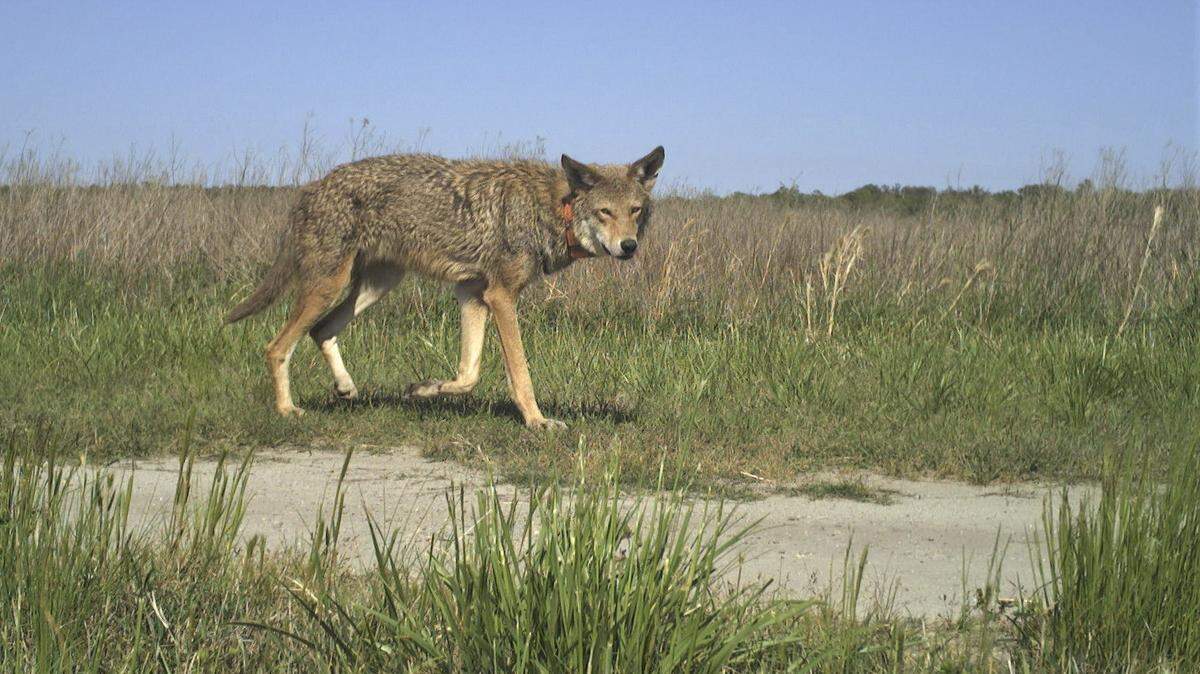 North Carolina’s Albemarle Peninsula is the home of the only remaining wild red wolf population, some of whom are shown here. Wednesday, the U.S. Fish and Wildlife Service announced that it would not implement a proposed rule that would have shifted protections from a five-county region to federal lands in Dare and Tyrrell counties.