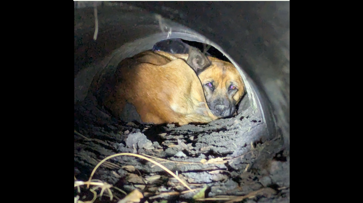 The 18-month-old dog had given birth to 4 puppies and was raising them in a drain pipe, Hoke County officials say.