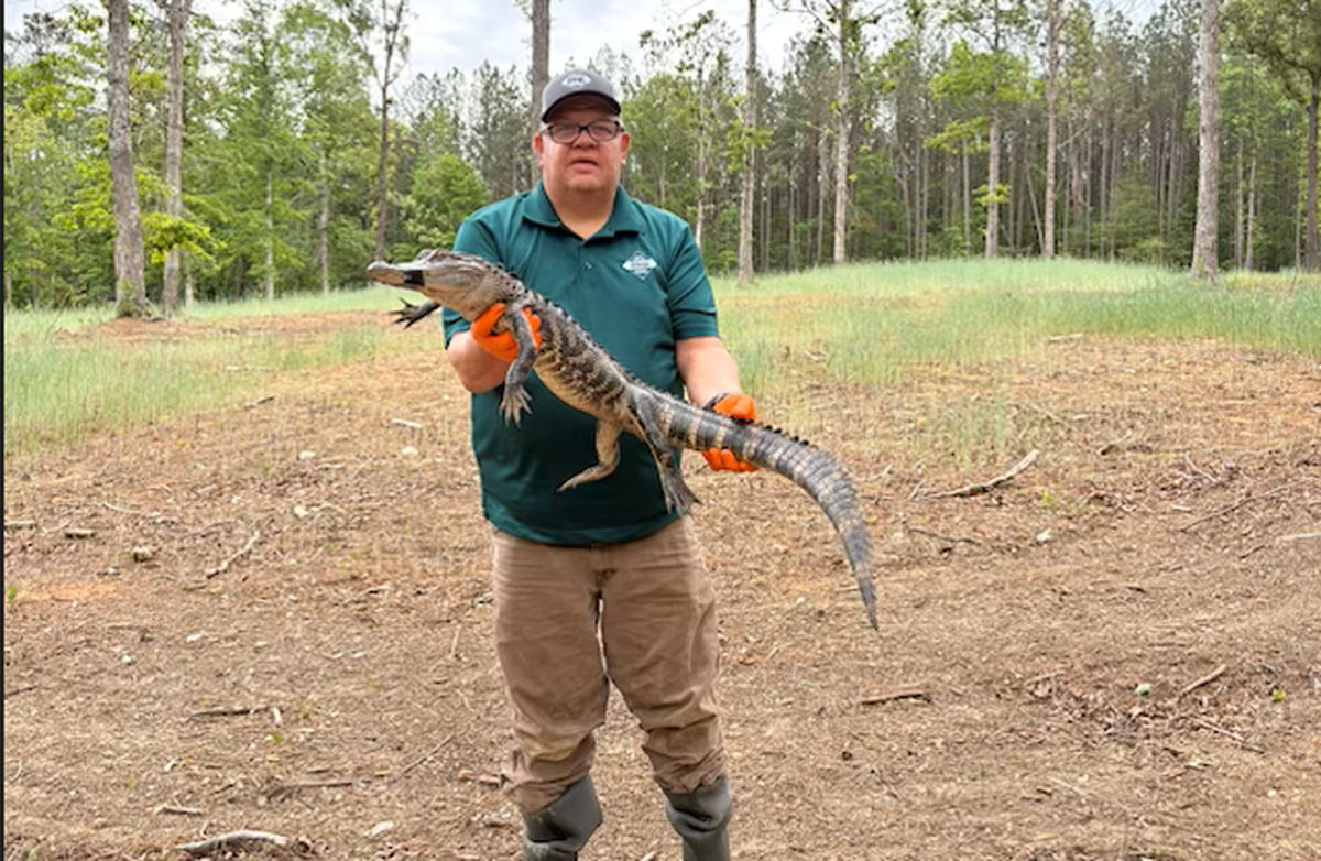 North Carolina Wildlife Resources Commission District 3 biologist Greg Batts holds 4-foot, 2-inch alligator that found its way to Johnston County.