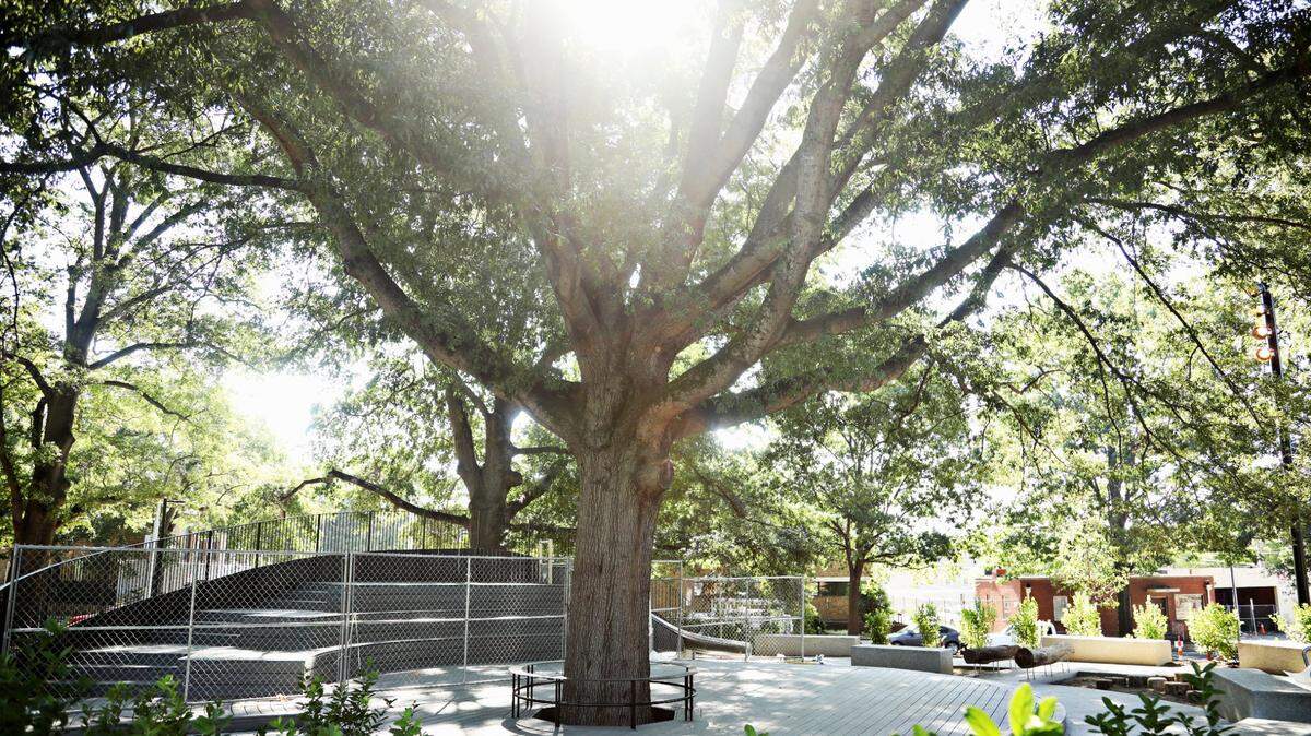 Raleigh is the City of Oaks. But what happens when the oak trees die or disappear?