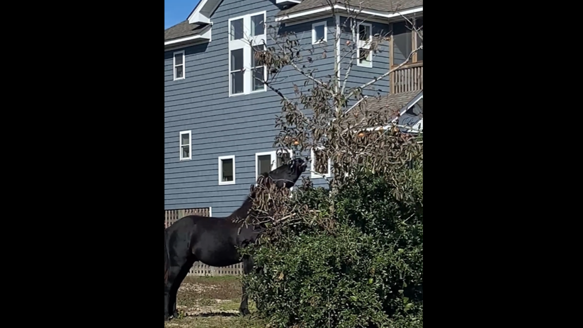 It’s persimmon season on the Outer Banks, when wild horses are prone to stand at trees and pluck the fruit off limbs with their lips.