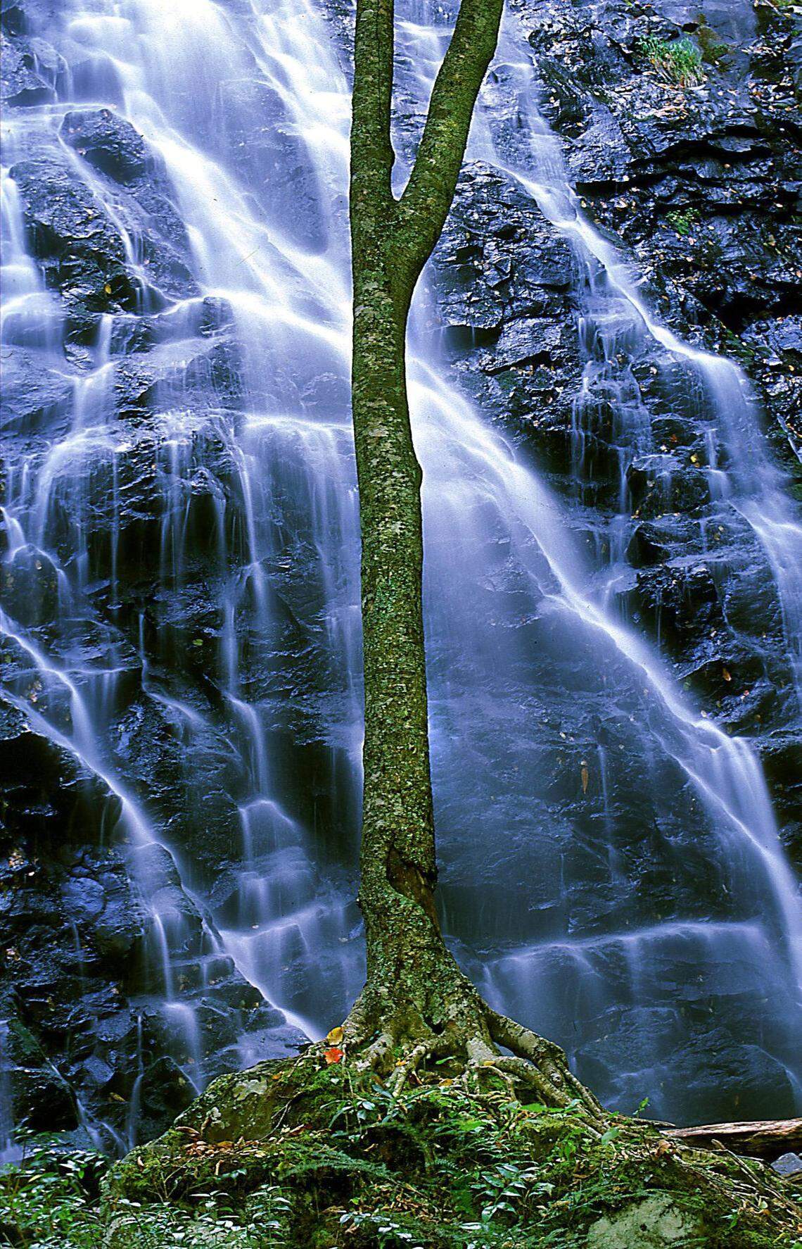 A moss-covered tree stands like a sentinel at the base of Crabtree Falls just off the Blue Ridge Parkway in western N.C..
