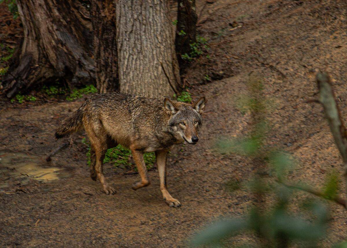 The red wolves living at the Museum of Life and Science in Durham, N.C. are part of the Red Wolf Species Survival Plan, which is dedicated to ensuring the survival of the species as their numbers thin throughout the region.