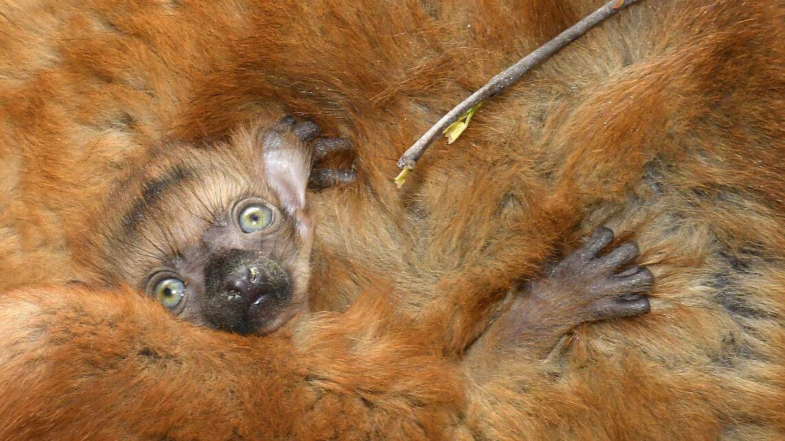 Gellar is blue-eyed black lemur. She was born on March 14, 2018 at the Duke Lemur Center.