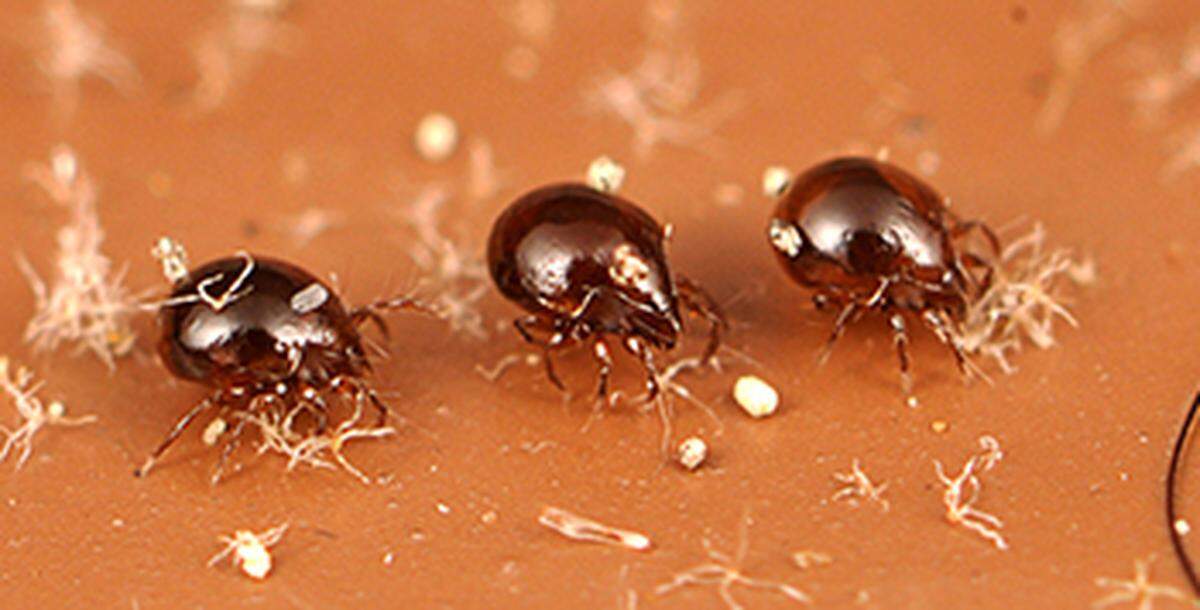Oribatid mites