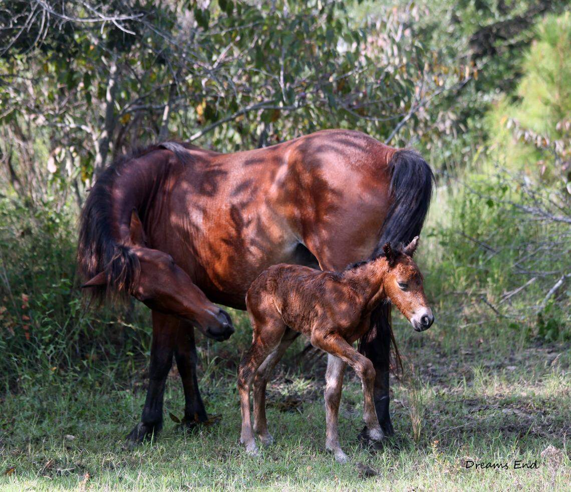 A new filly was born to North Carolina’s wild horse herd in Corolla on Thursday, Aug. 23, 2018.