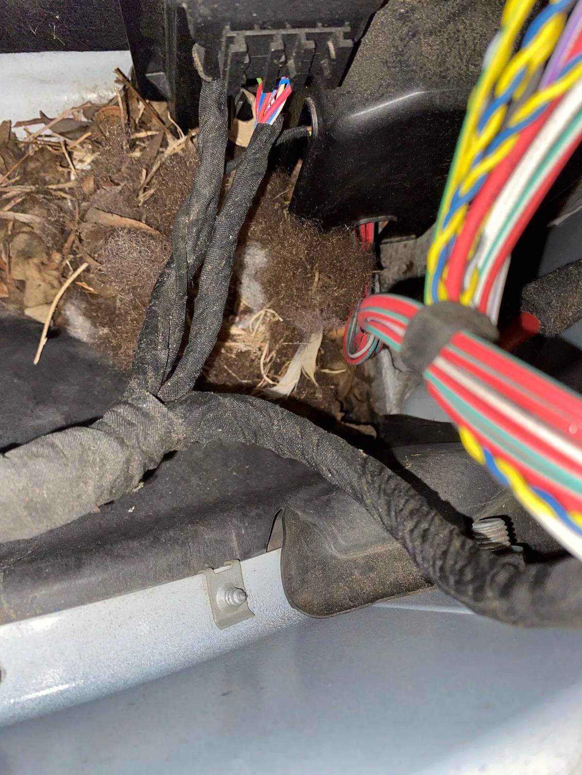 Rodent-inflicted damage to a car.