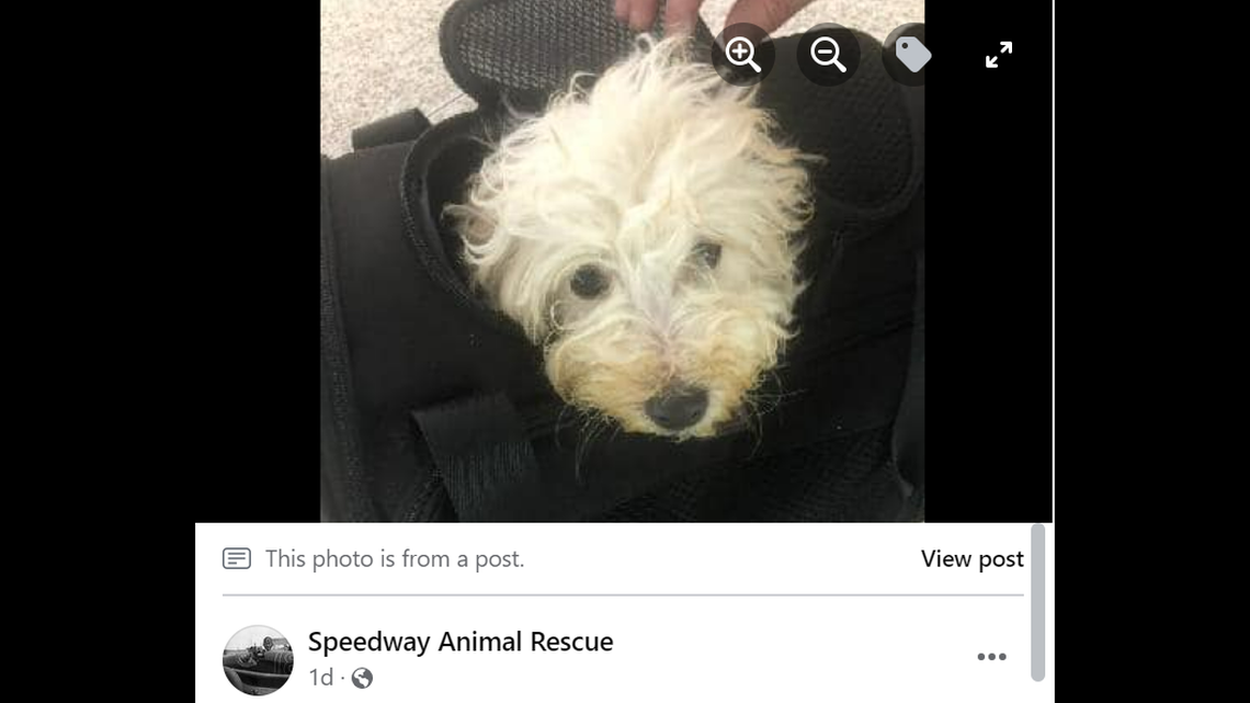 Officials in Indiana are looking for the owner of a puppy after it was found abandoned at an airport.