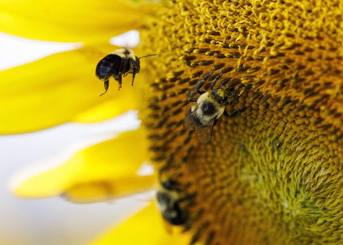 Bees swarmed the blooming sunflowers at the Dix Park Sunflower Field on Thursday, July 16, 2026, in Raleigh.