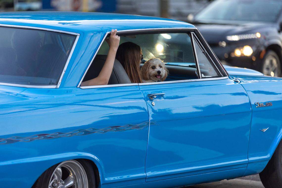 A vintage Chevrolet Nova SS with a canine riding shotgun cruises along Glenwood Avenue on Friday July 21, 2023 in Raleigh, N.C.