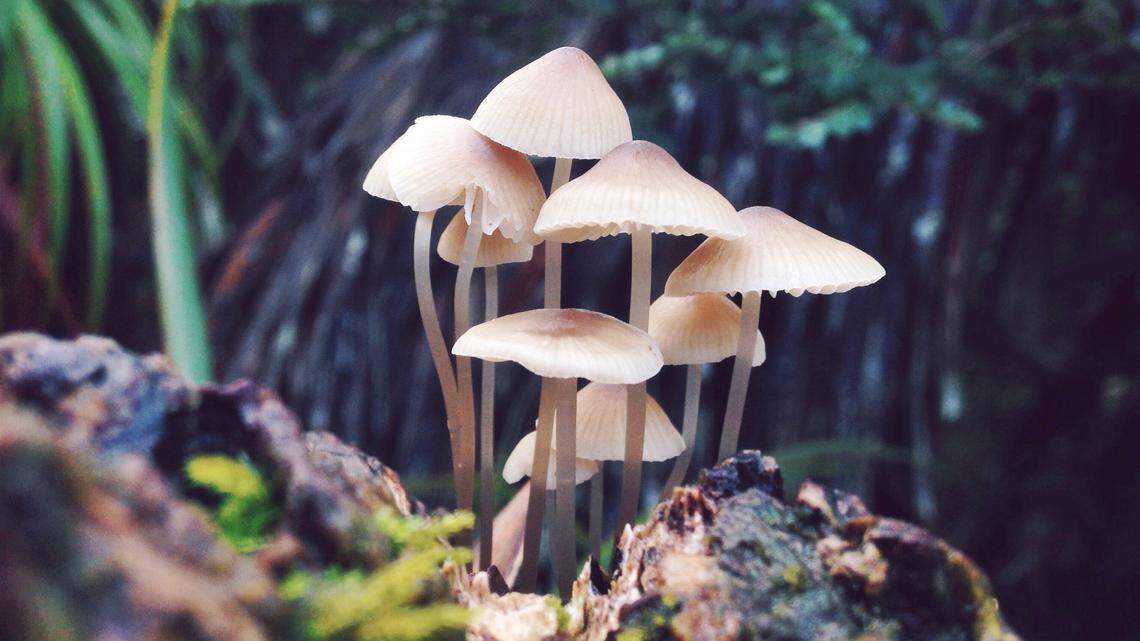 Identification of edible vs. inedible mushrooms is complicated and should only be attempted by experts.