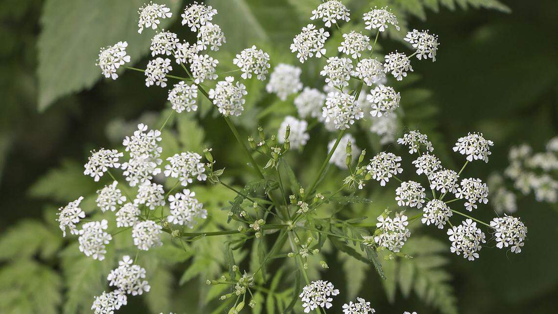 Poison hemlock is found in moist soil throughout the state but is relatively uncommon.