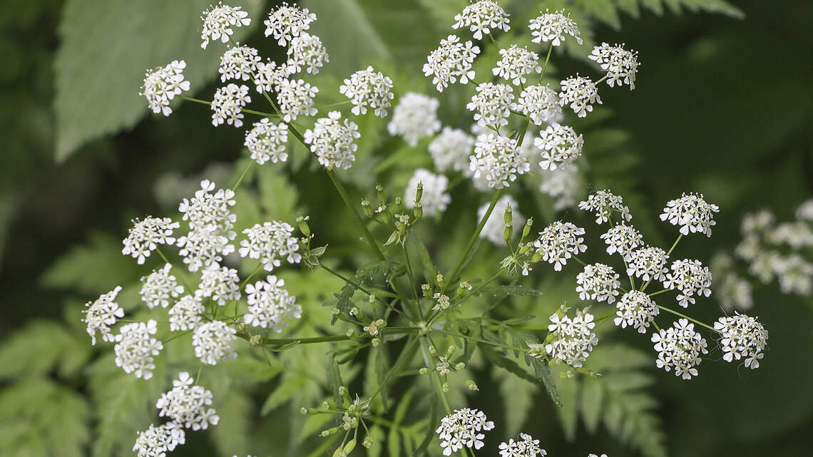 A deadly plant might be growing near your NC home. How to get rid of it