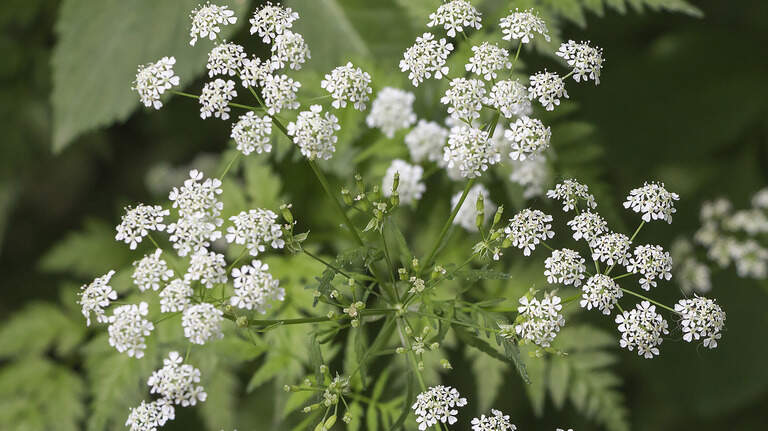 A deadly plant might be growing near your NC home. How to get rid of it