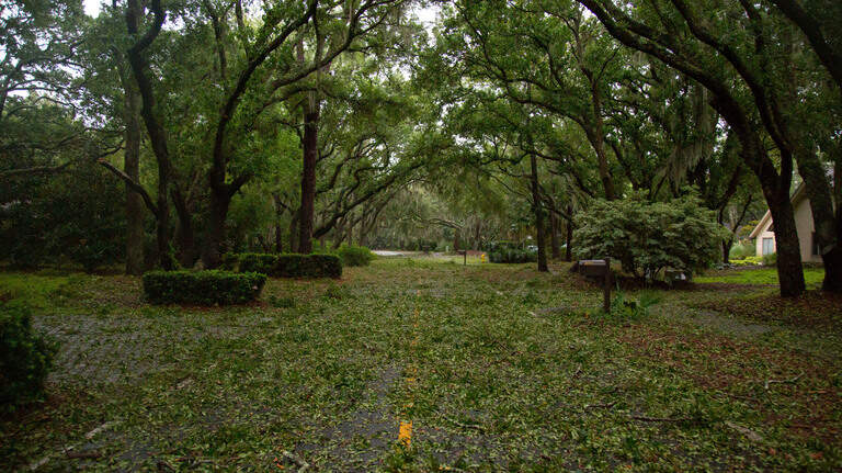Hurricane thins Hilton Head’s tree population again. Wind, water could topple others