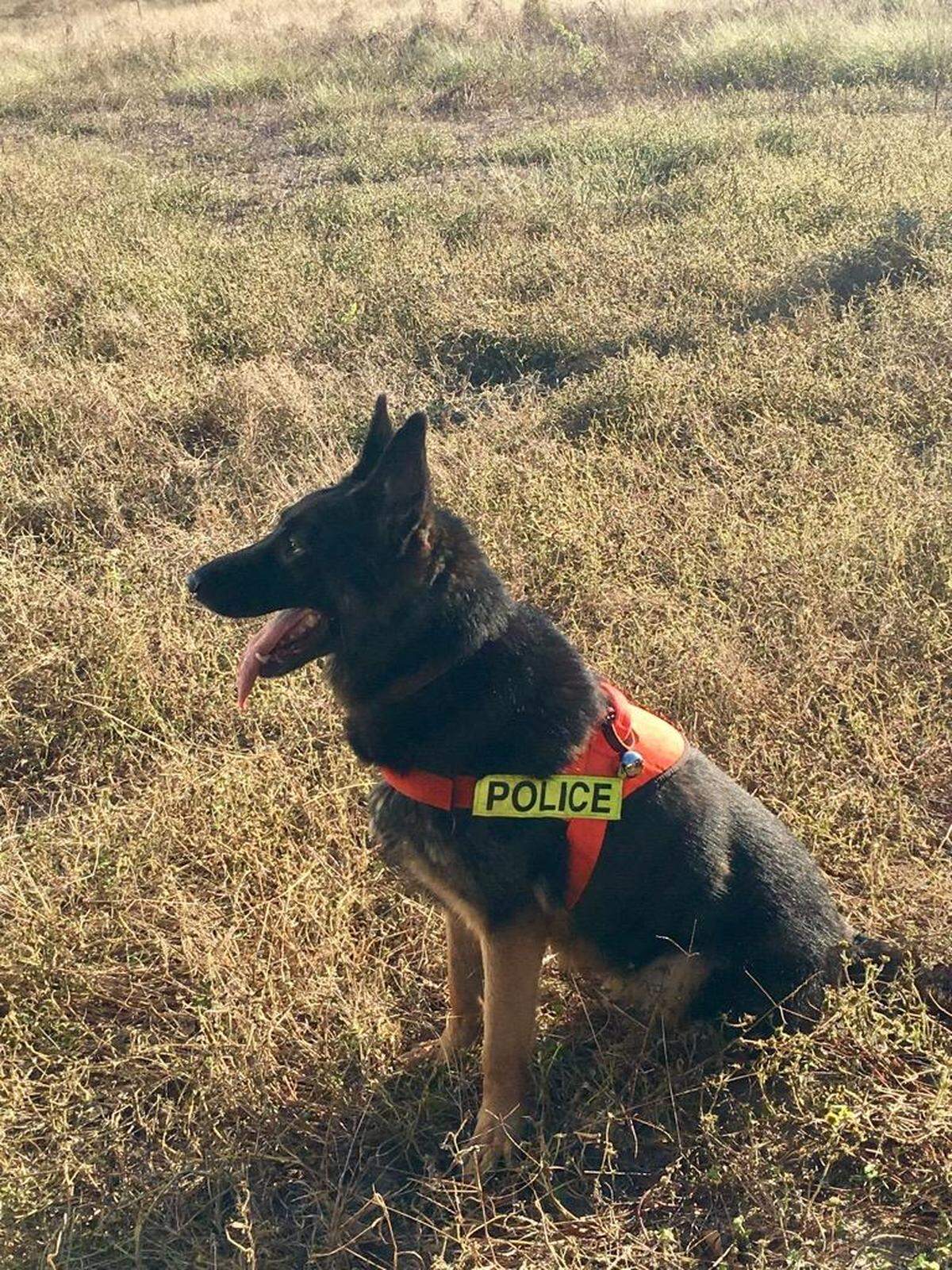 Bart, an SBI canine, is used in the Robeson County, North Carolina, search on Saturday, Nov. 17, 2018, for Hania Aguilar.