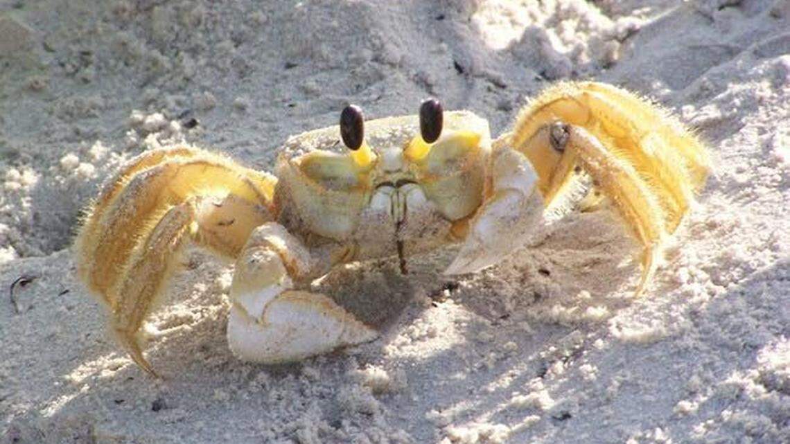 A ghost crab, one of the most “notoriously shy” crabs on the East Coast, was caught showing off in a video posted Tuesday by Cape Hatteras National Seashore. It appears to be dancing.