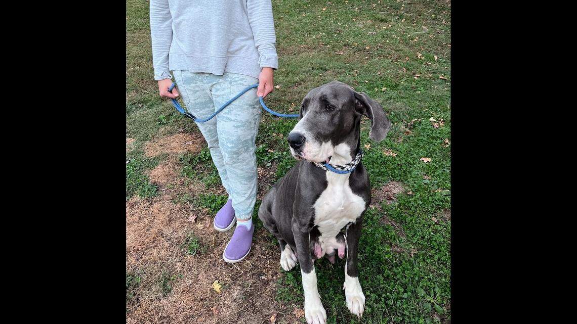 Meadow was passed from home to home before arriving at the shelter, the rescue said.