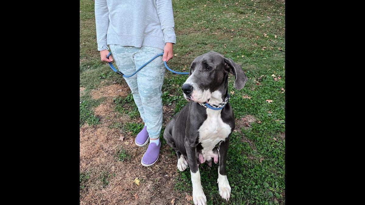 Meadow was passed from home to home before arriving at the shelter, the rescue said.