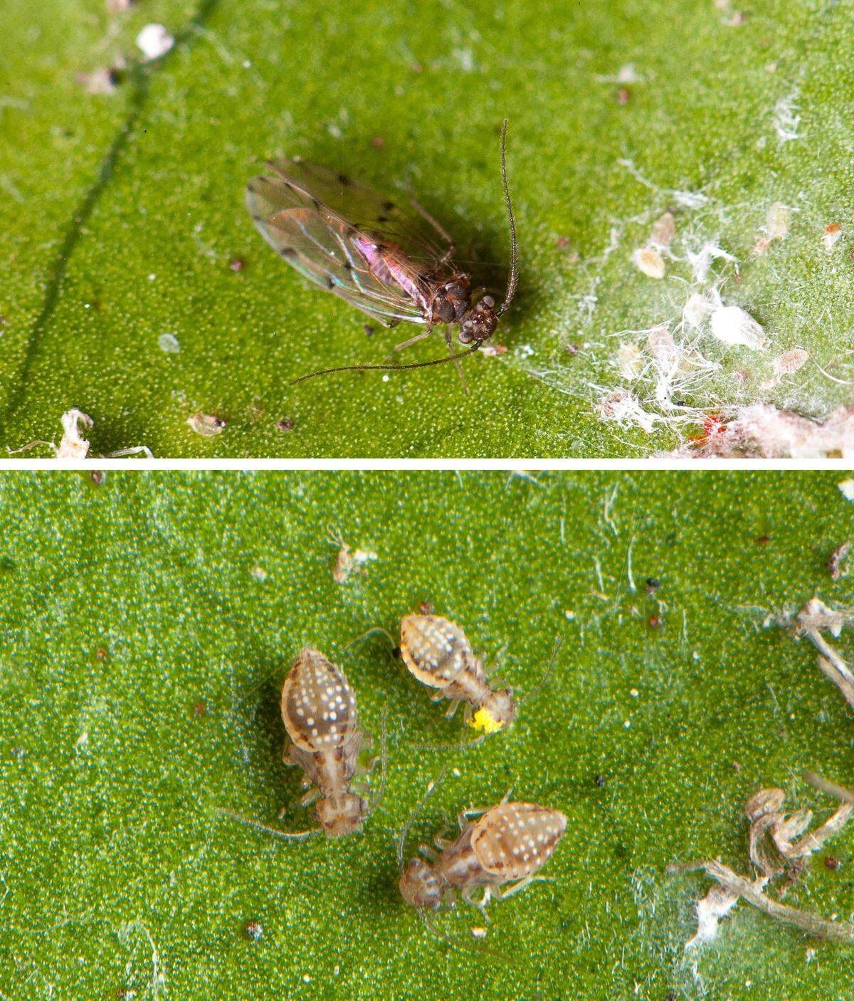 Bark lice