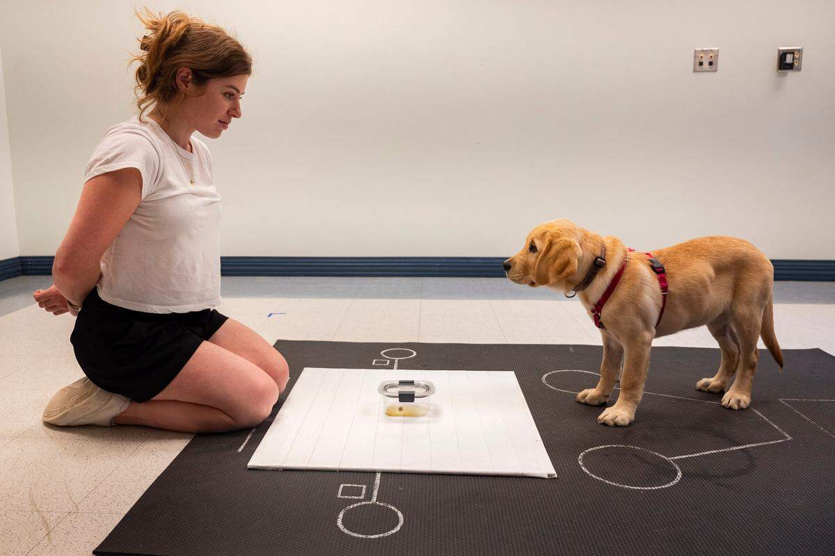 Morgan Ferrans, a Duke graduate student researching puppy temperament, works with Sookie from the Ears, Eyes, Nose and Paws organization at the Duke Puppy Kindergarten on Friday, July 19, 2024. The design of the game is to measure how often Sookie makes eye contact with Ferrans to ask for help accessing the treat.