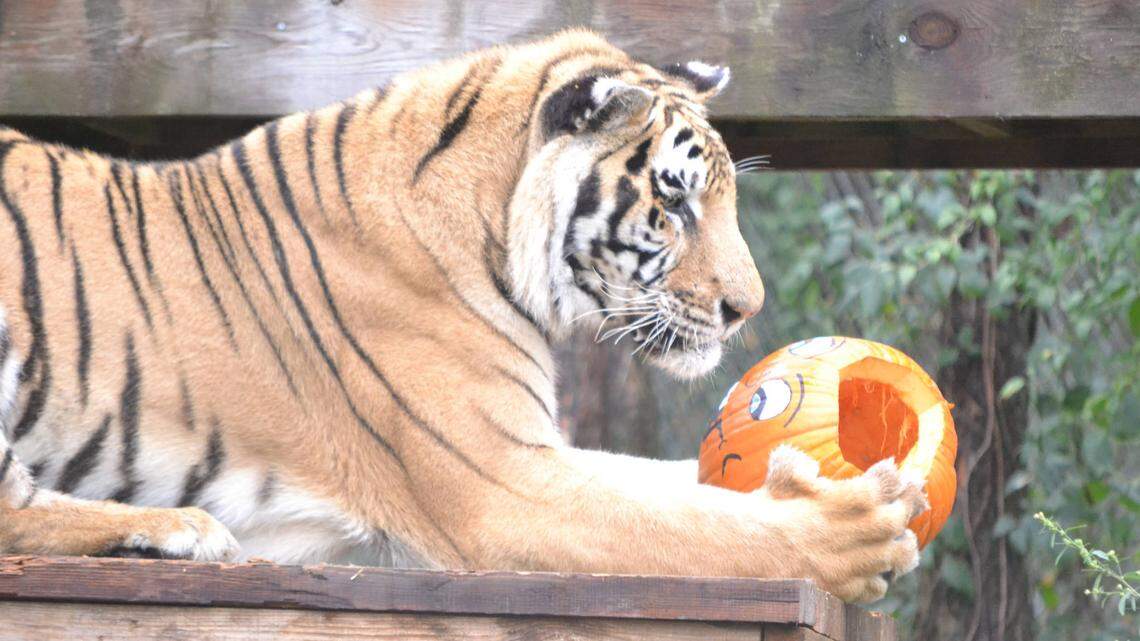 A tiger at the Carolina Tiger Rescue in Pittsboro, North Carolina enjoys a specially scented pumpkin.
