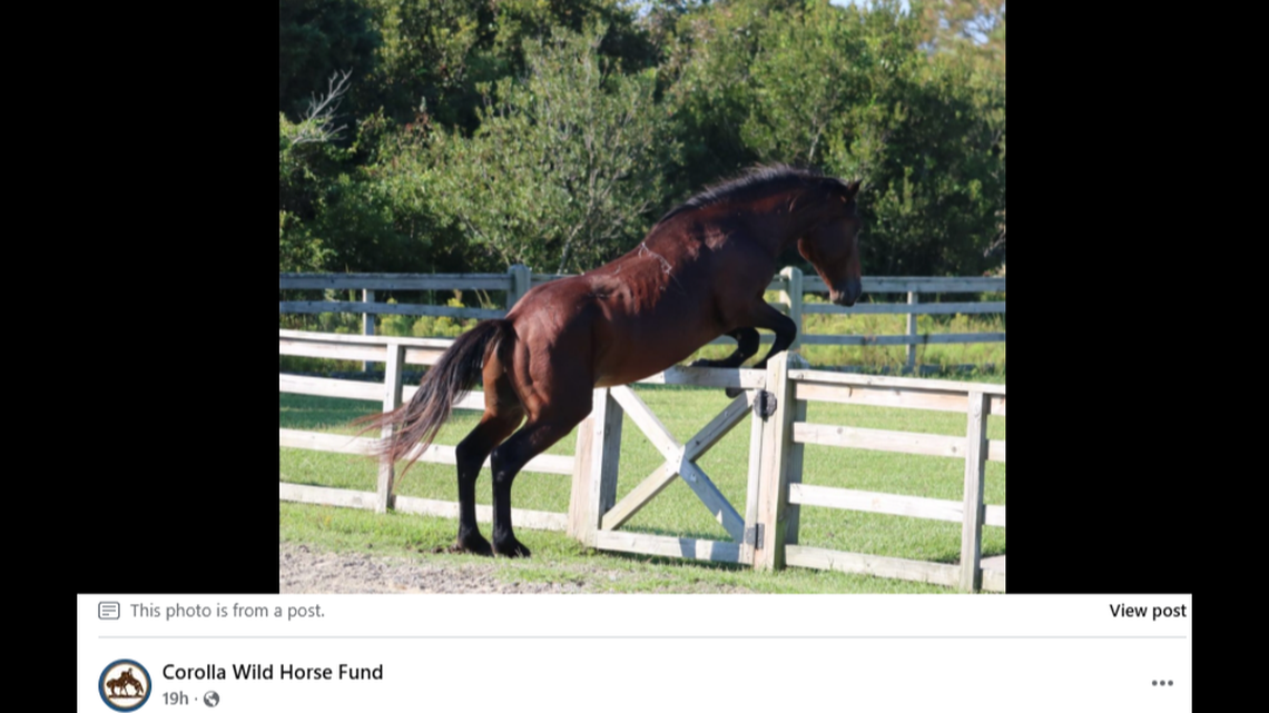 JW was known for jumping fences at Carova Beach Park and he even taught younger horses how to do it, the Corolla Wild Horse Fund says.