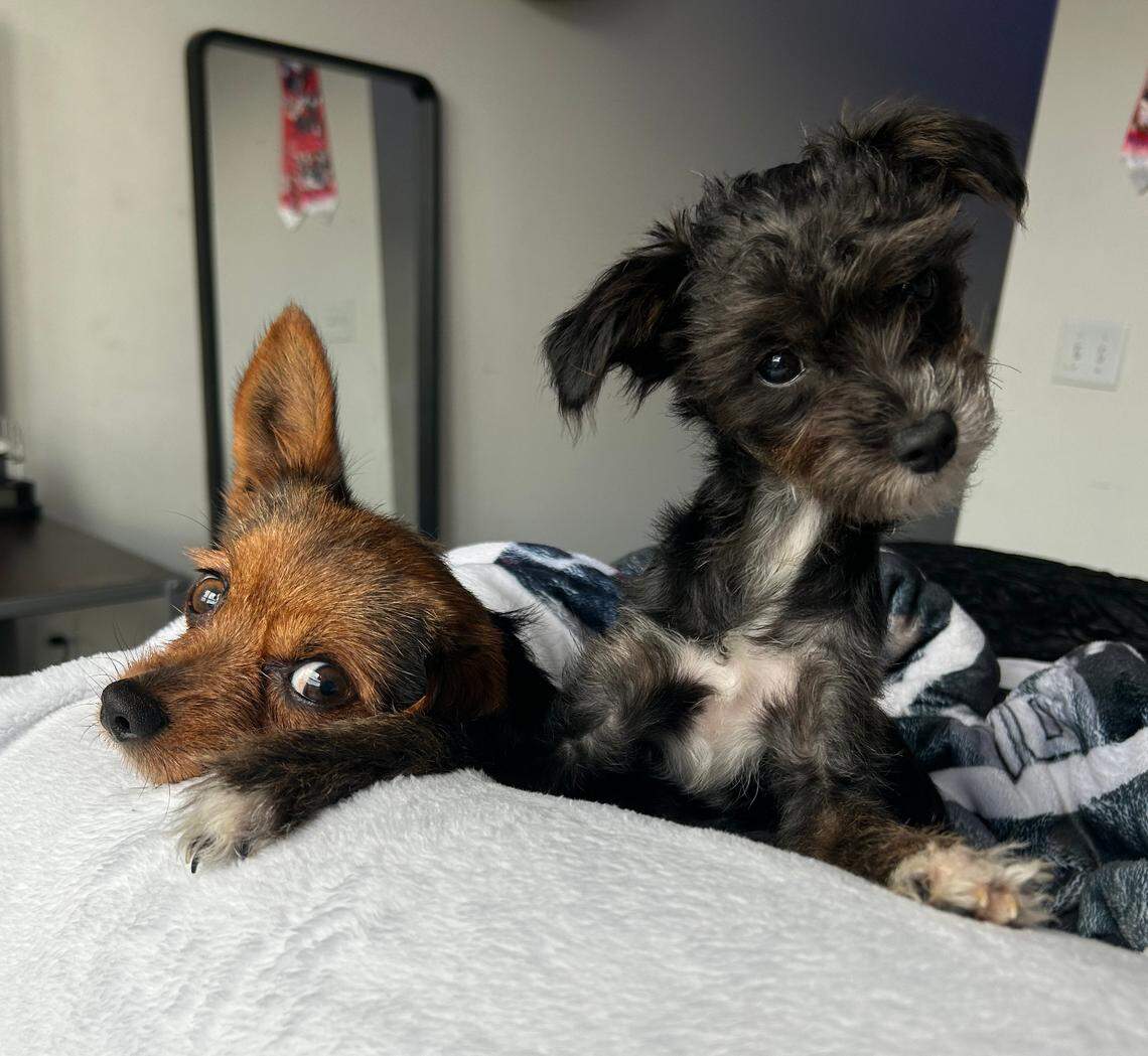 N.C. State guard Aziaha James’ dogs Bruno, left, and Princess sit on a blanket in James’ apartment on Sept. 13, 2023. Bruno and Princess are two dogs owned by an N.C. State women’s basketball player.