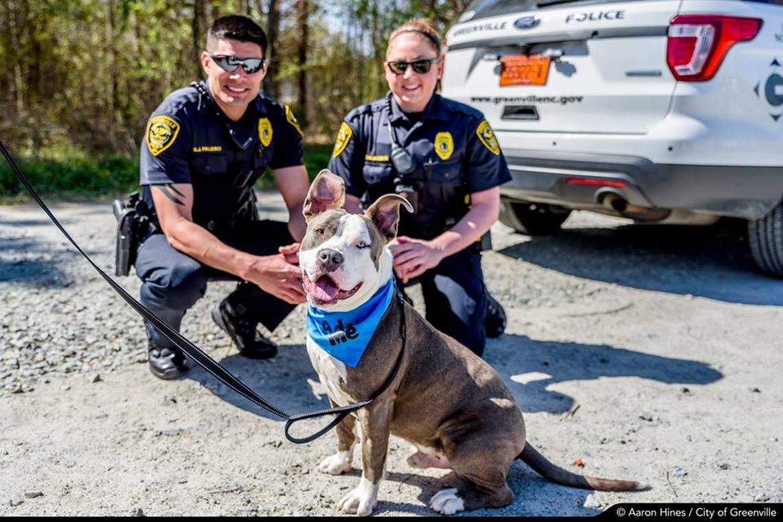 Harvard the rescue dog was K-9 for a day with Greenville Police.