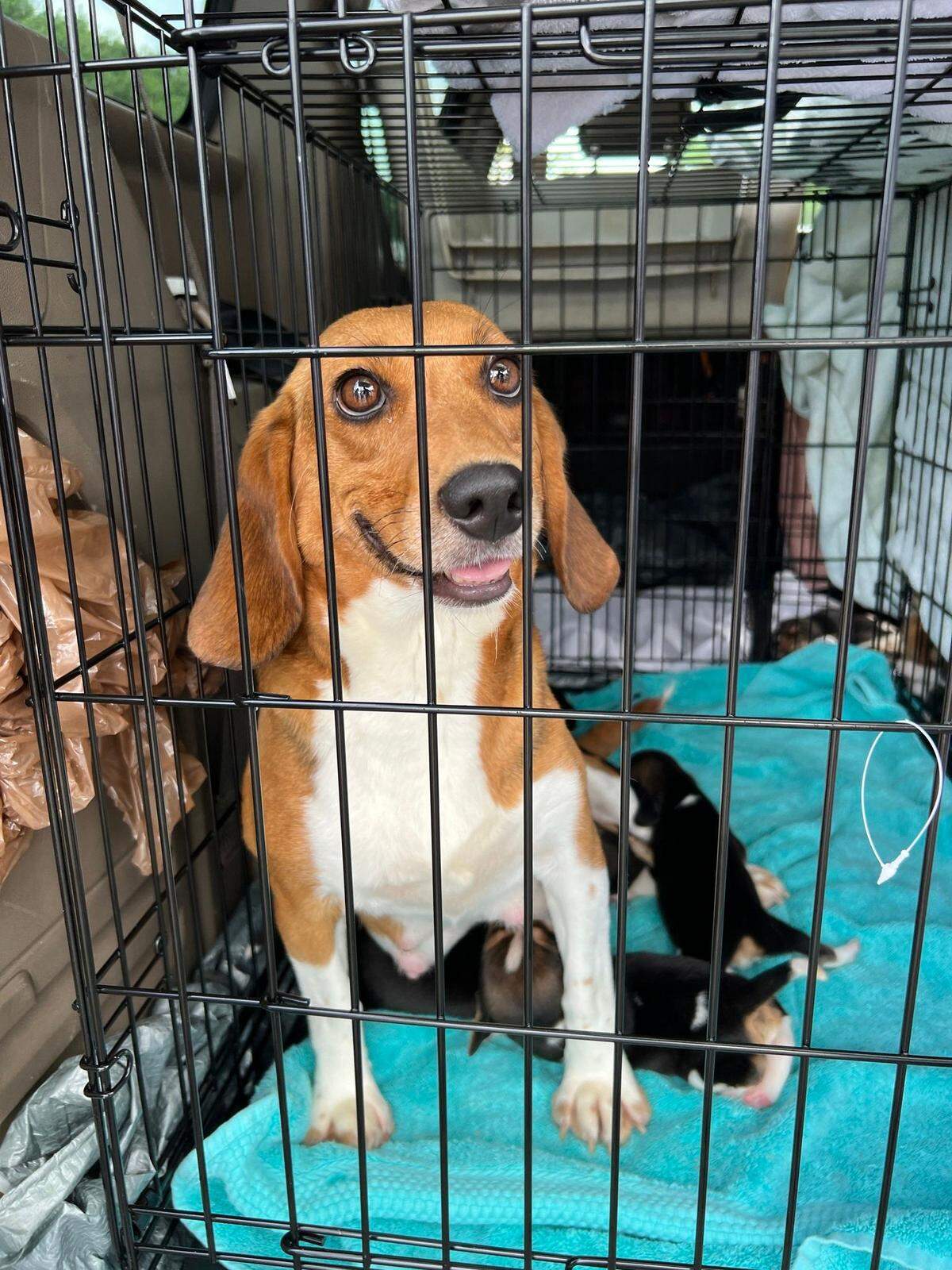 On July, 26, 2022, the Triangle Beagle Rescue of North Carolina welcomed 79 beagles. They were part of the 4,000 beagles rescued from a breeding facility in Virginia.