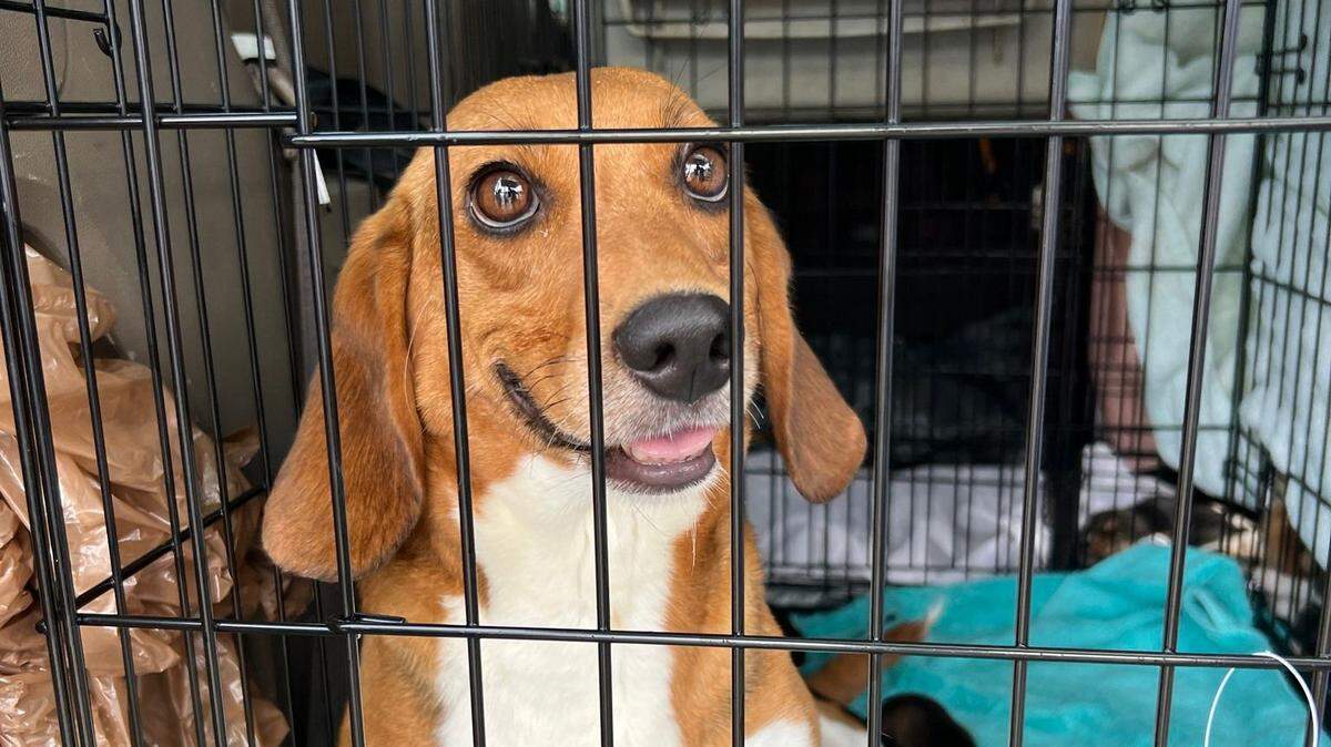 On July, 26, 2022, the Triangle Beagle Rescue of North Carolina welcomed 79 beagles. They were part of the 4,000 beagles rescued from a breeding facility in Virginia.