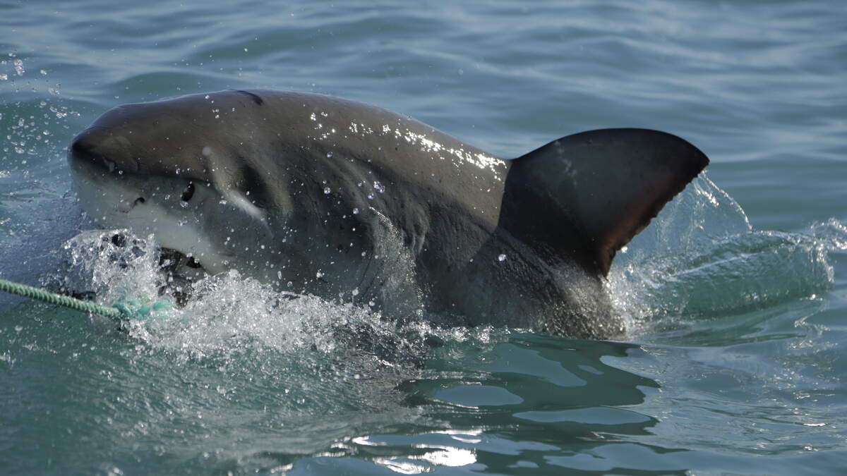 A Great White Shark taking bait in Gansbaai, South Africa.