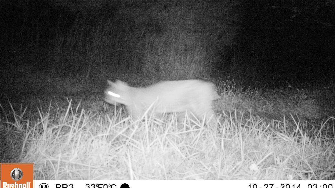 A bobcat is caught on a trail camera at the N.C. Museum of Natural Sciences Prairie Ridge Ecostation in Raleigh in 2014.