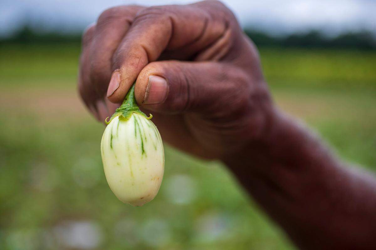 Tom Savage holds an immature African eggplant in his garden on Thursday, September 8, 2022 at Allied Organic Farms in Hurdle Mills, N.C. The farm produces an array of vegetables including many leafy greens like Kale, Mustard greens and Waterleaf.