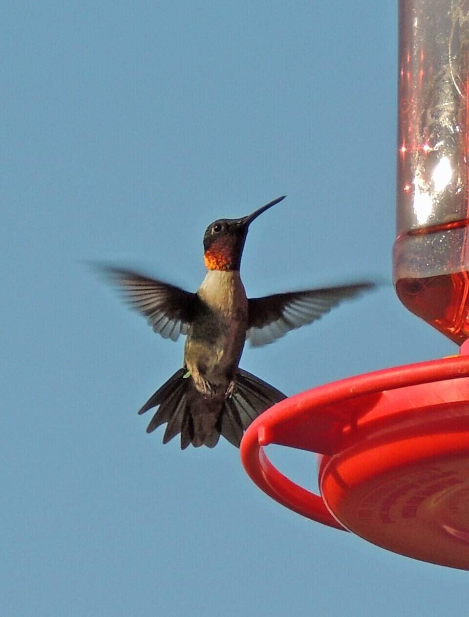 Hummingbirds in NC: Food, feeder, migration, identifying info | Raleigh ...