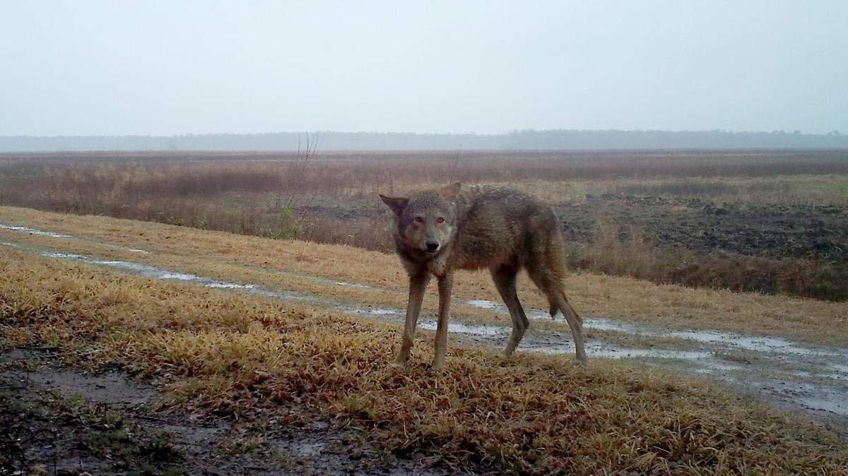 Here’s a timeline of milestones in the attempted recovery of the red wolf in NC